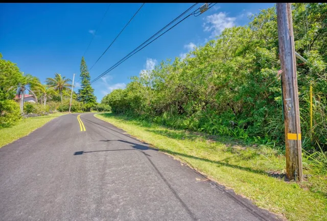 a view of a yard with plants