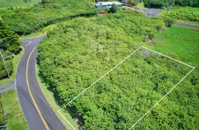 a view of a yard with plants