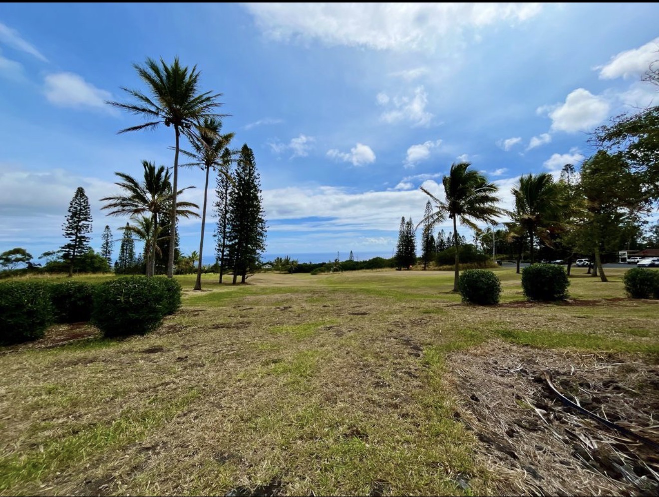 384 Kaulua Street Naalehu, HI 96772 - Photo 10 of 12 a view of a yard with palm trees