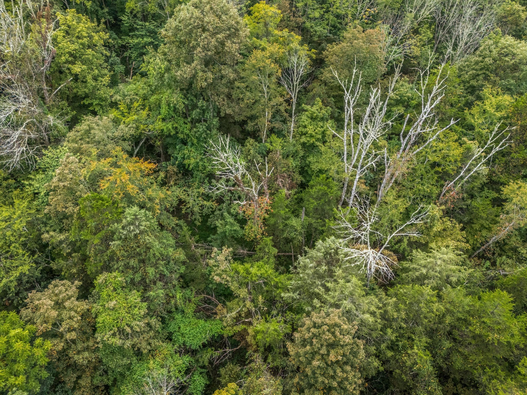 0 Poplar Flatt Road Silver Point, TN 38582 - Photo 17 of 23 a view of a lush green forest with large trees