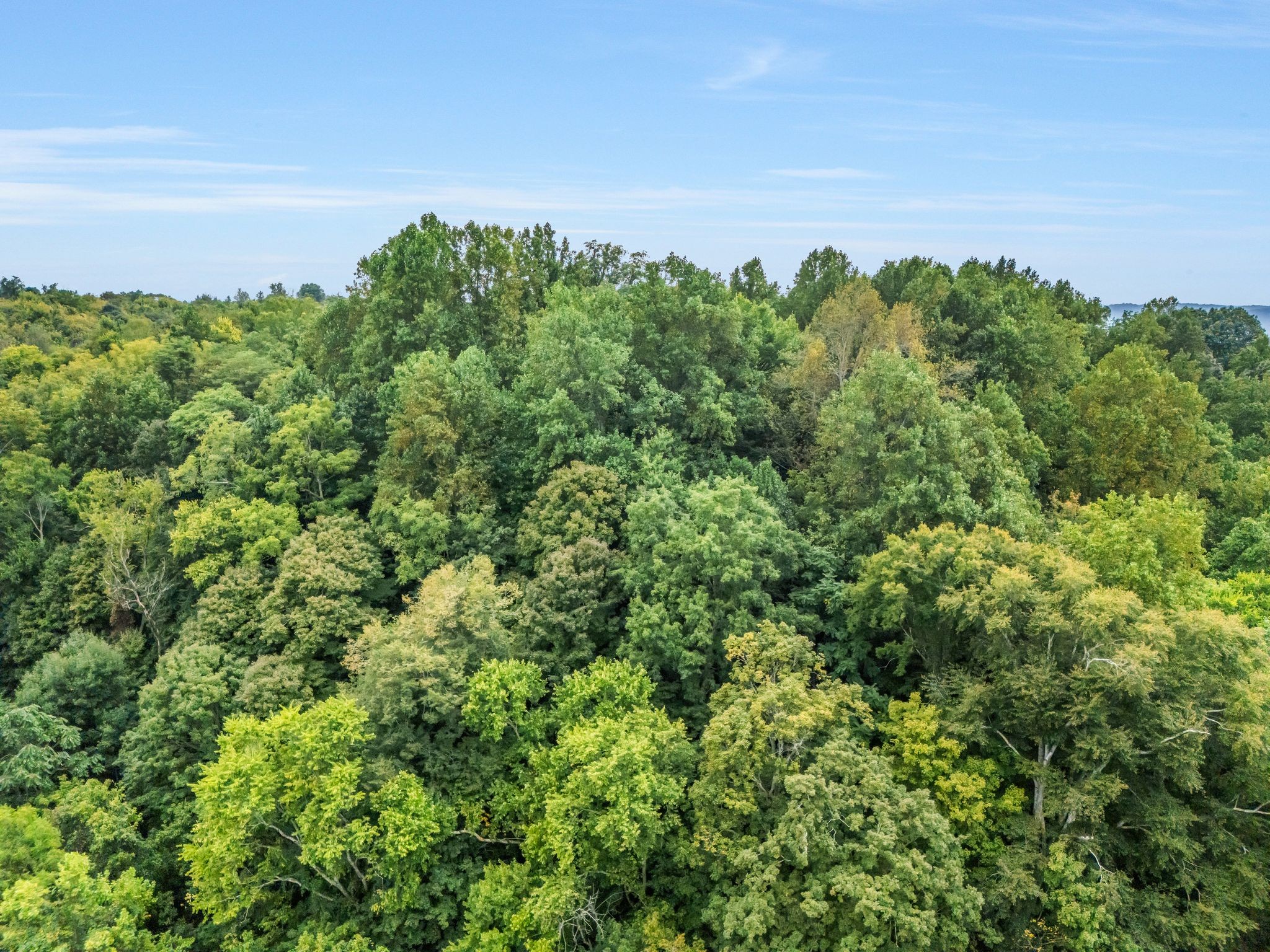 0 Poplar Flatt Road Silver Point, TN 38582 - Photo 19 of 23 a view of a plants with flower garden in background