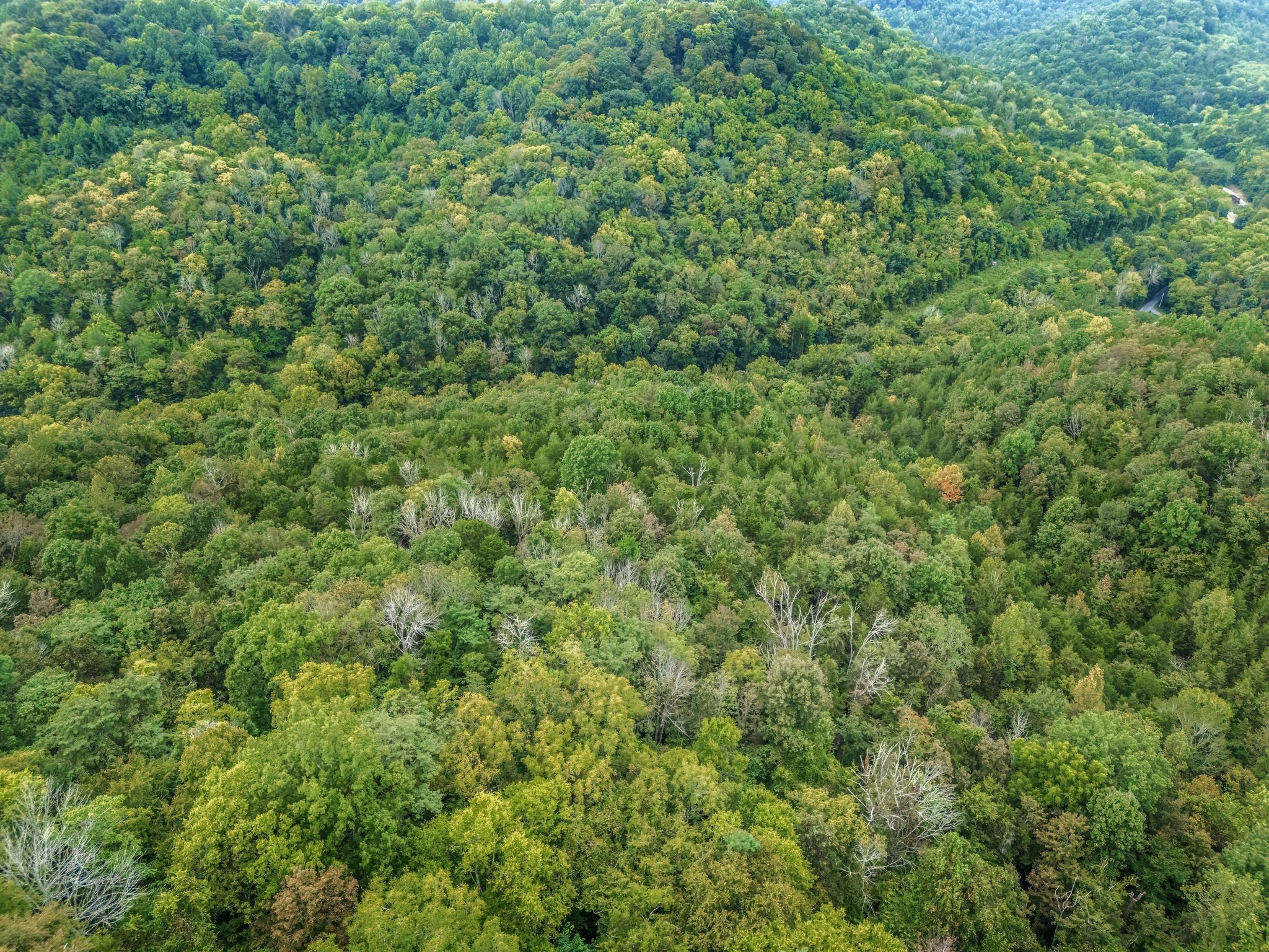 0 Poplar Flatt Road Silver Point, TN 38582 - Photo 22 of 23