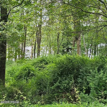 a view of a lush green forest