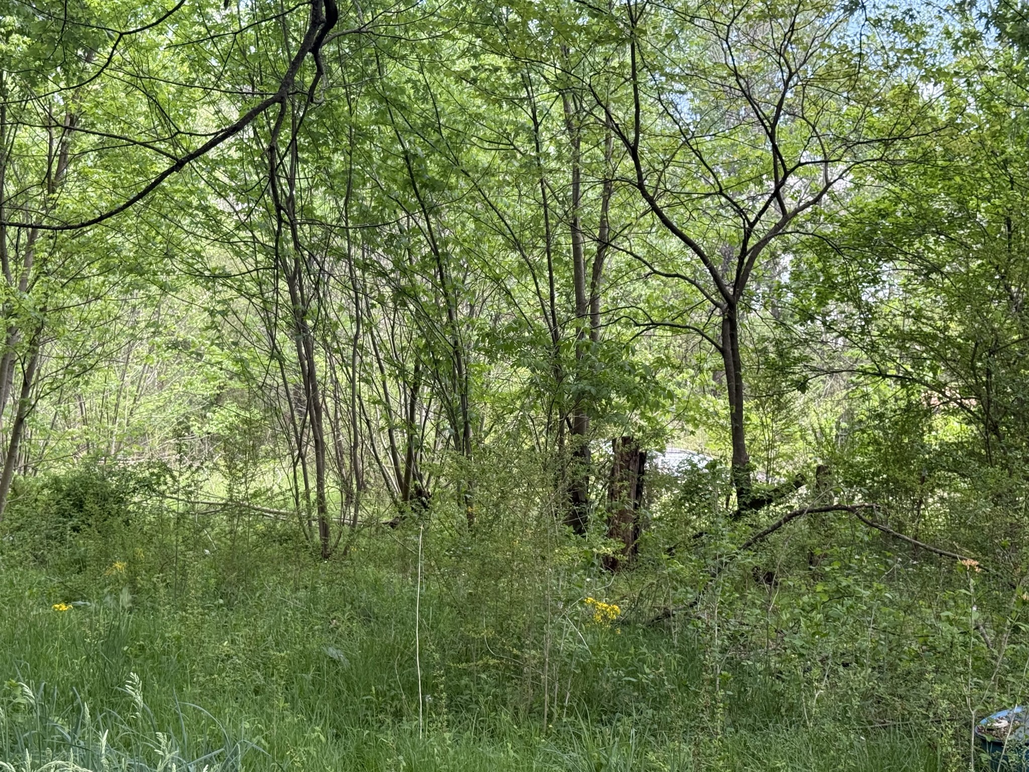 20 Morrison Road Gruetli Laager, TN 37339 - Photo 9 of 10 a view of a lush green forest with lots of trees