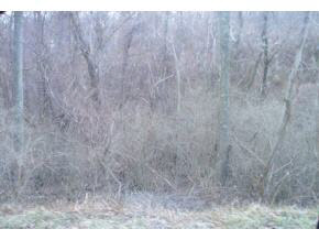 Tbd Stony Ridge Road Afton, VA 22920 - Photo 1 of 4 Gallery Image 1
