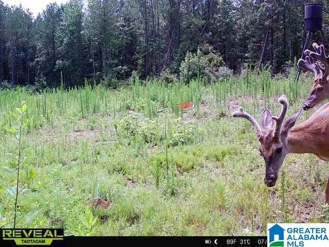 3653 Tabernacle Road Ethelsville, AL 35461 - Photo 1 of 9