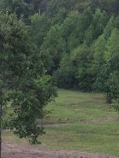 175 Gallagher Road Dayton, TN 37321 - Photo 3 of 36 image7
