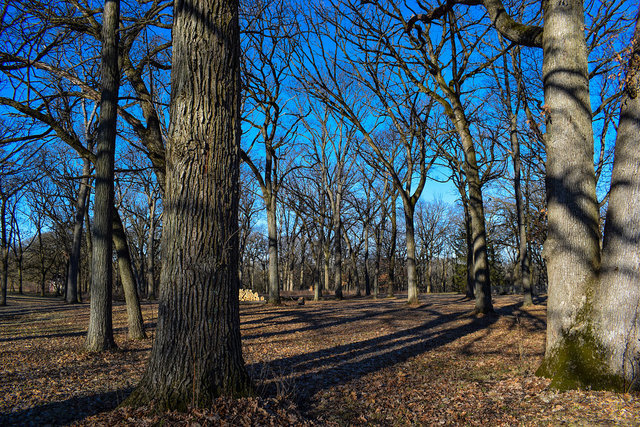 4089 West Sandwich Road Sandwich, IL 60548 - Photo 4 of 15 a view of a yard with large trees