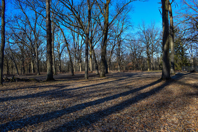 4089 West Sandwich Road Sandwich, IL 60548 - Photo 7 of 15 a view of a yard with large trees