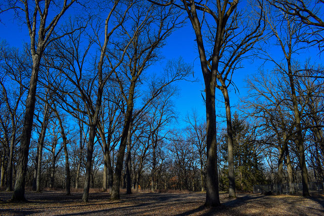 4089 West Sandwich Road Sandwich, IL 60548 - Photo 8 of 15 a view of a yard with trees