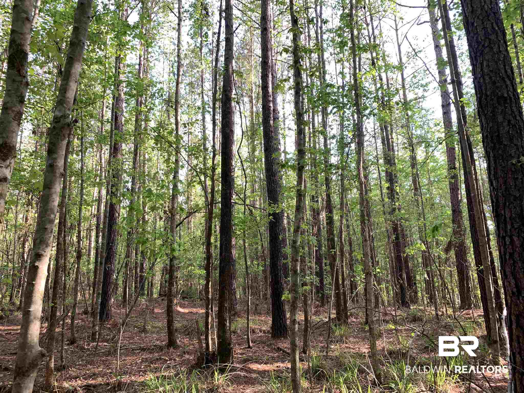 0 Bolling Road Georgiana, AL 36033 - Photo 4 of 7