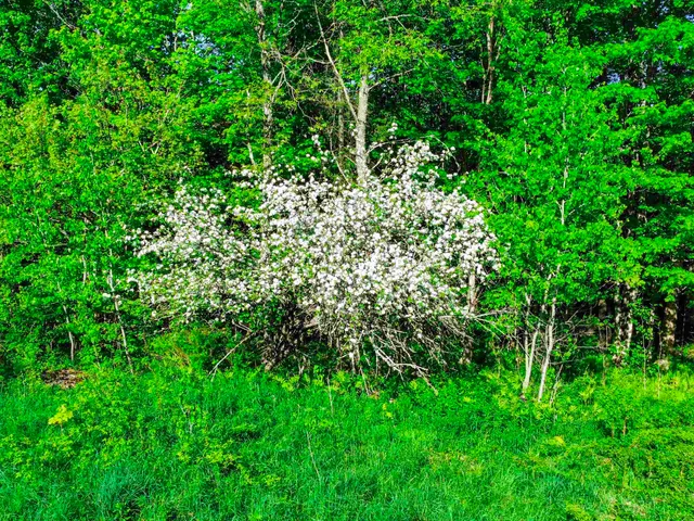 $77,500 | 0 Tousant Hill Road, Greensboro Bend, VT 05842