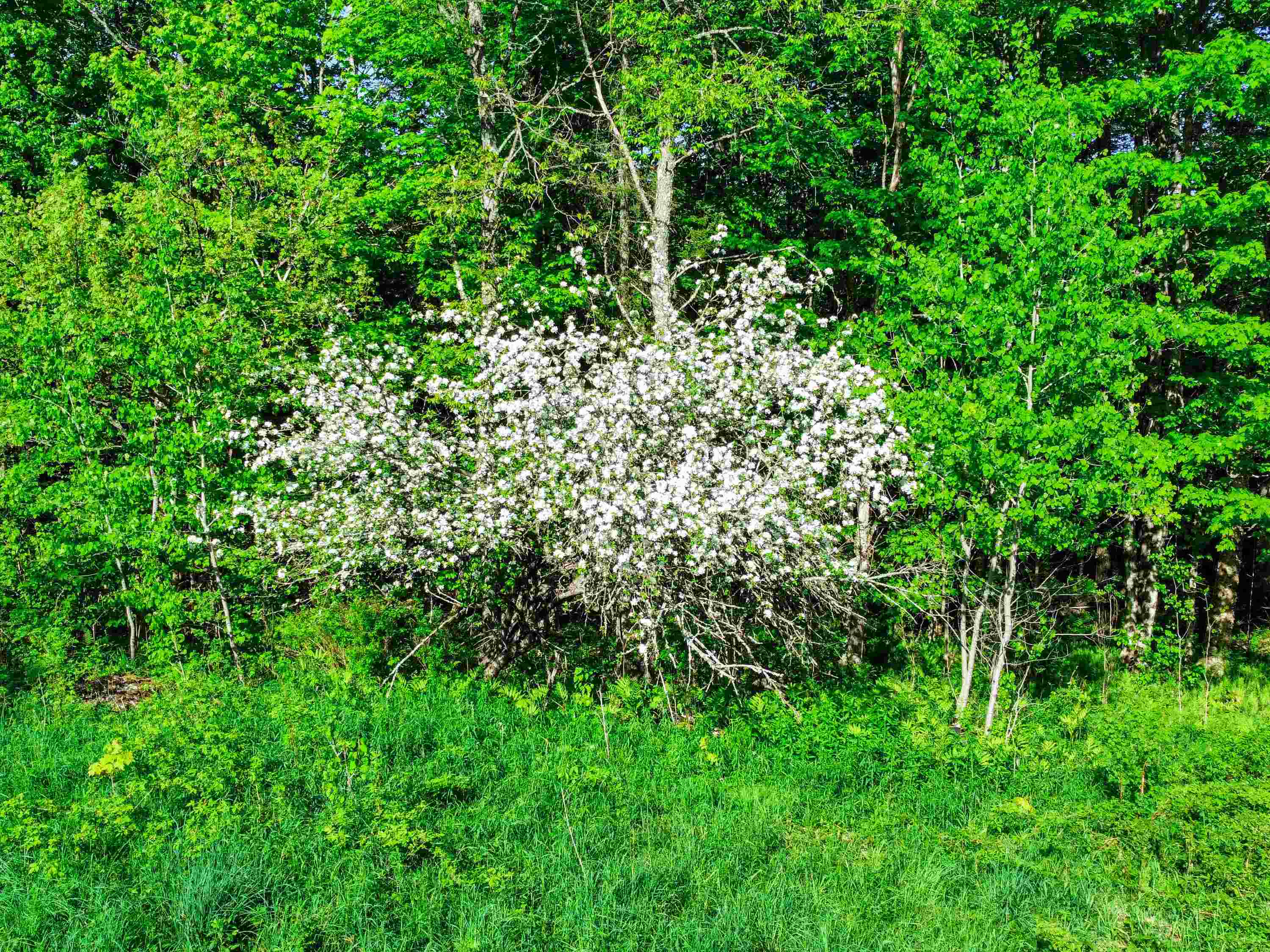 0 Tousant Hill Road Greensboro Bend, VT 05842 - Photo 14 of 34