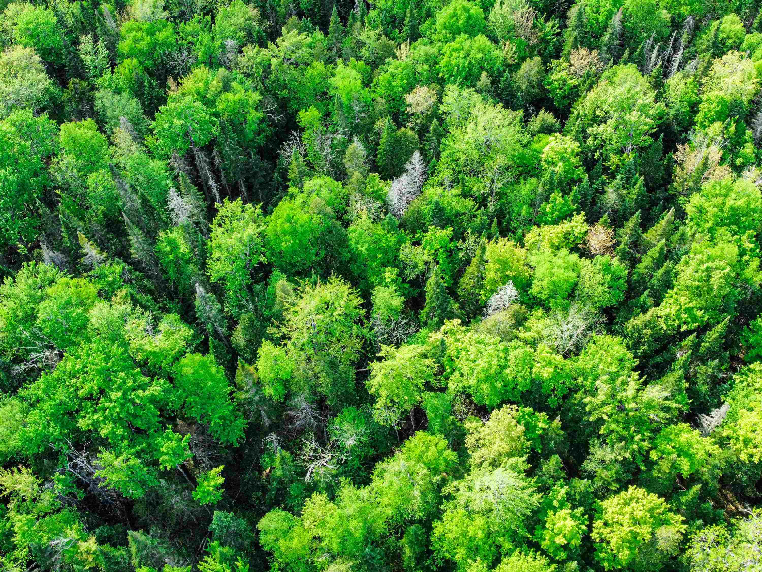 0 Tousant Hill Road Greensboro Bend, VT 05842 - Photo 23 of 34