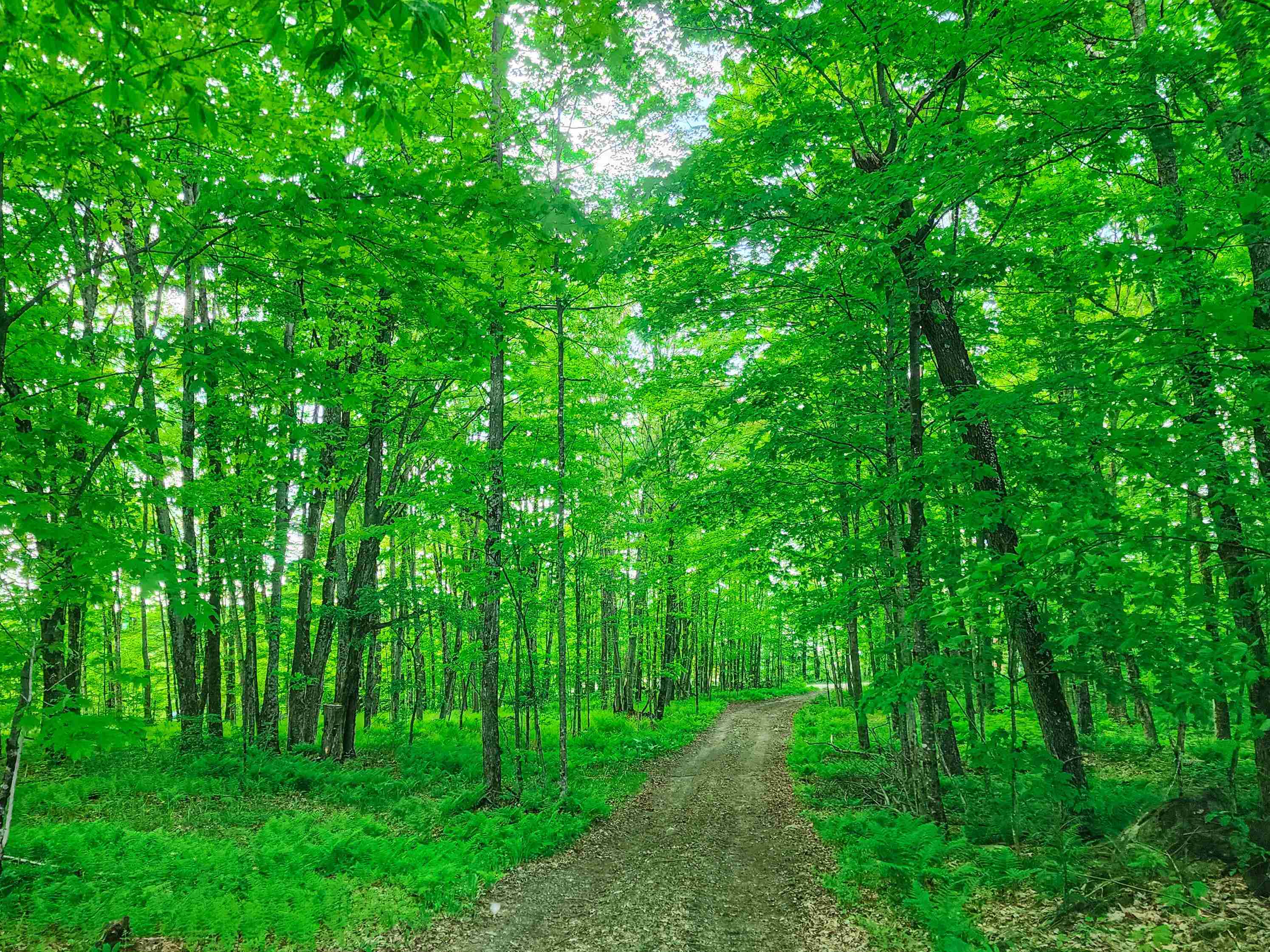 0 Tousant Hill Road Greensboro Bend, VT 05842 - Photo 3 of 34