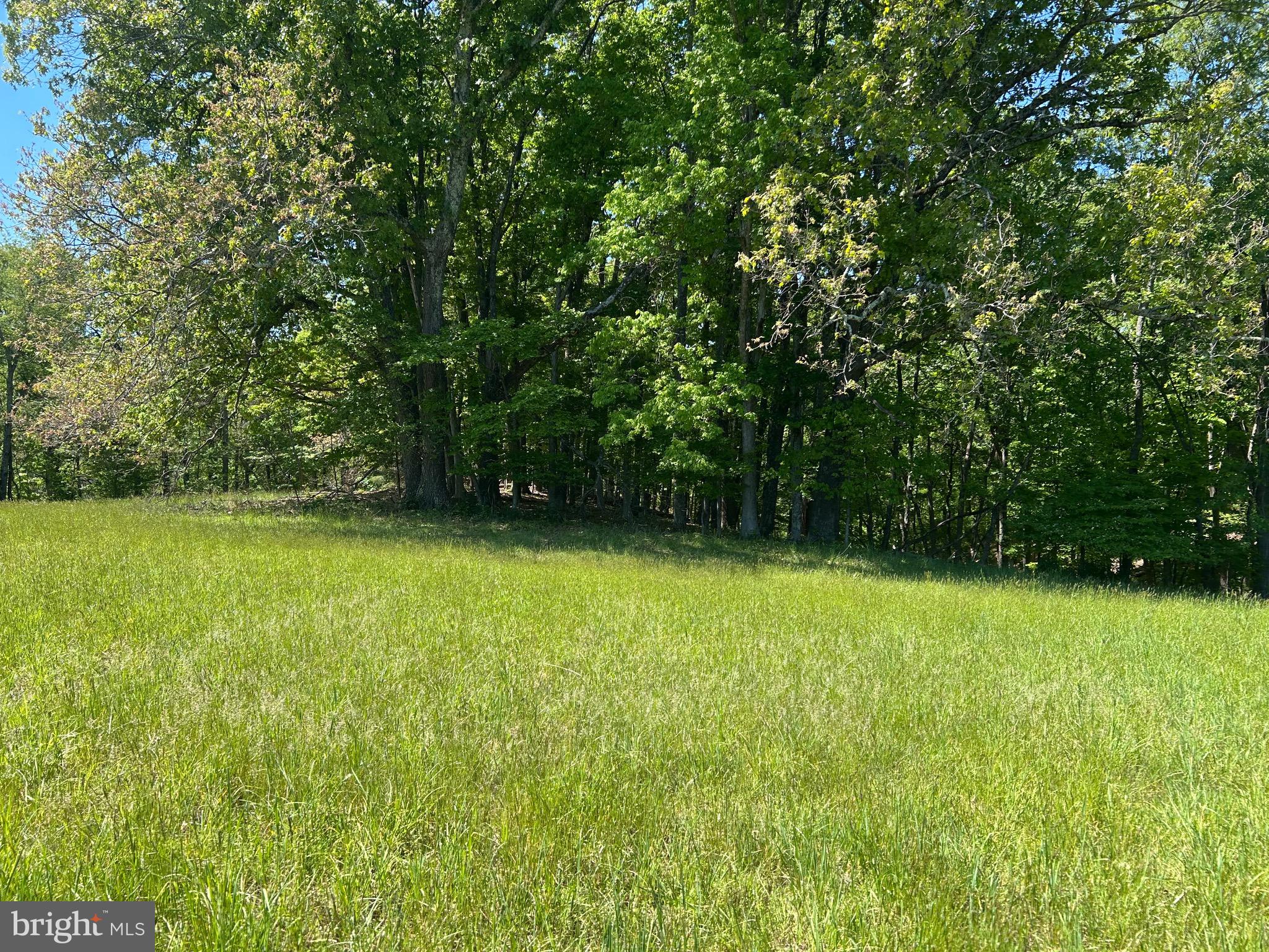 South Timber Ridge Road Cross Junction, VA 22625 - Photo 26 of 32 a view of a yard with a trees