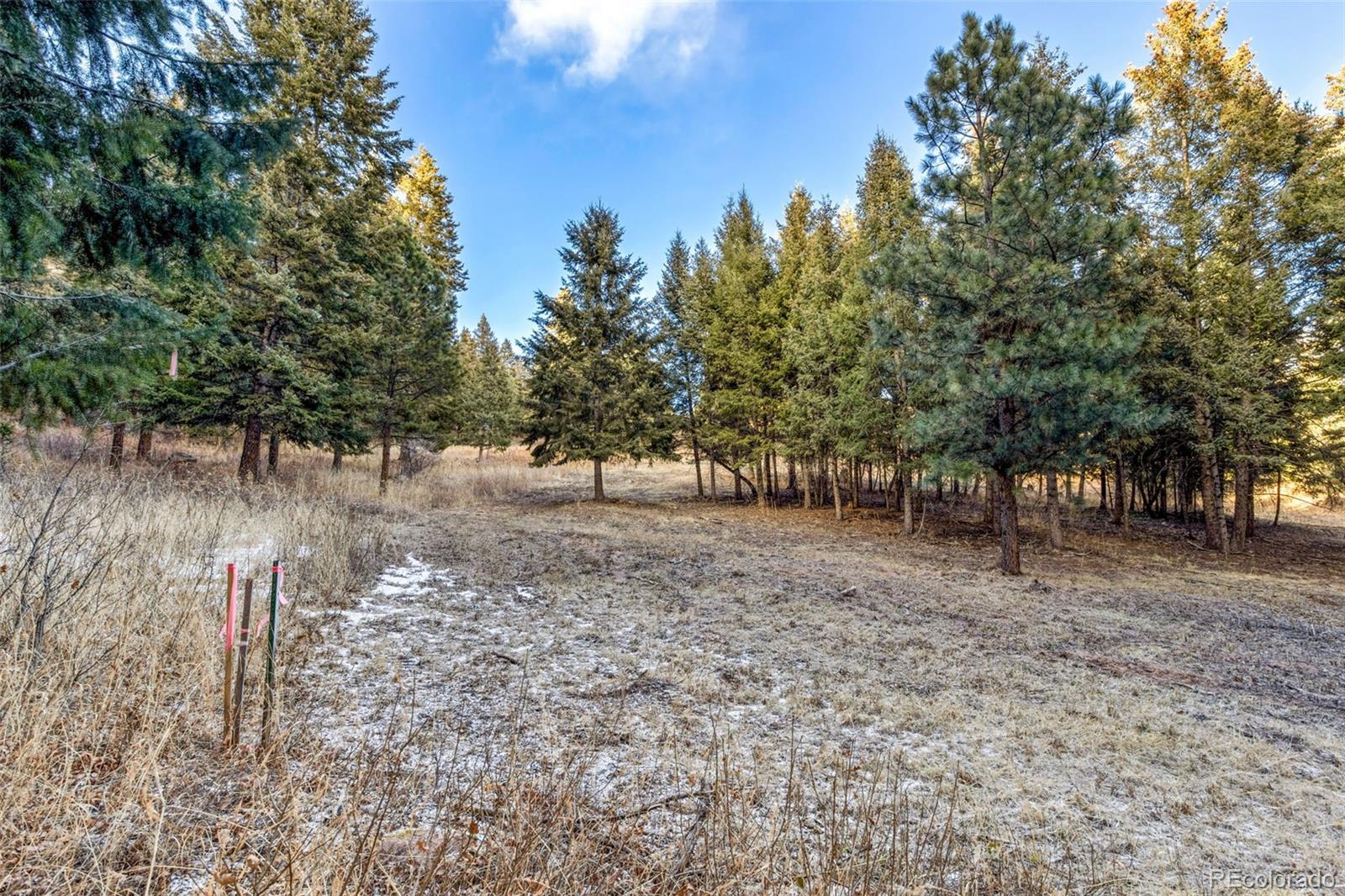 Mountain Ranch Road Larkspur, CO 80118 - Photo 11 of 17 a view of a forest filled with trees