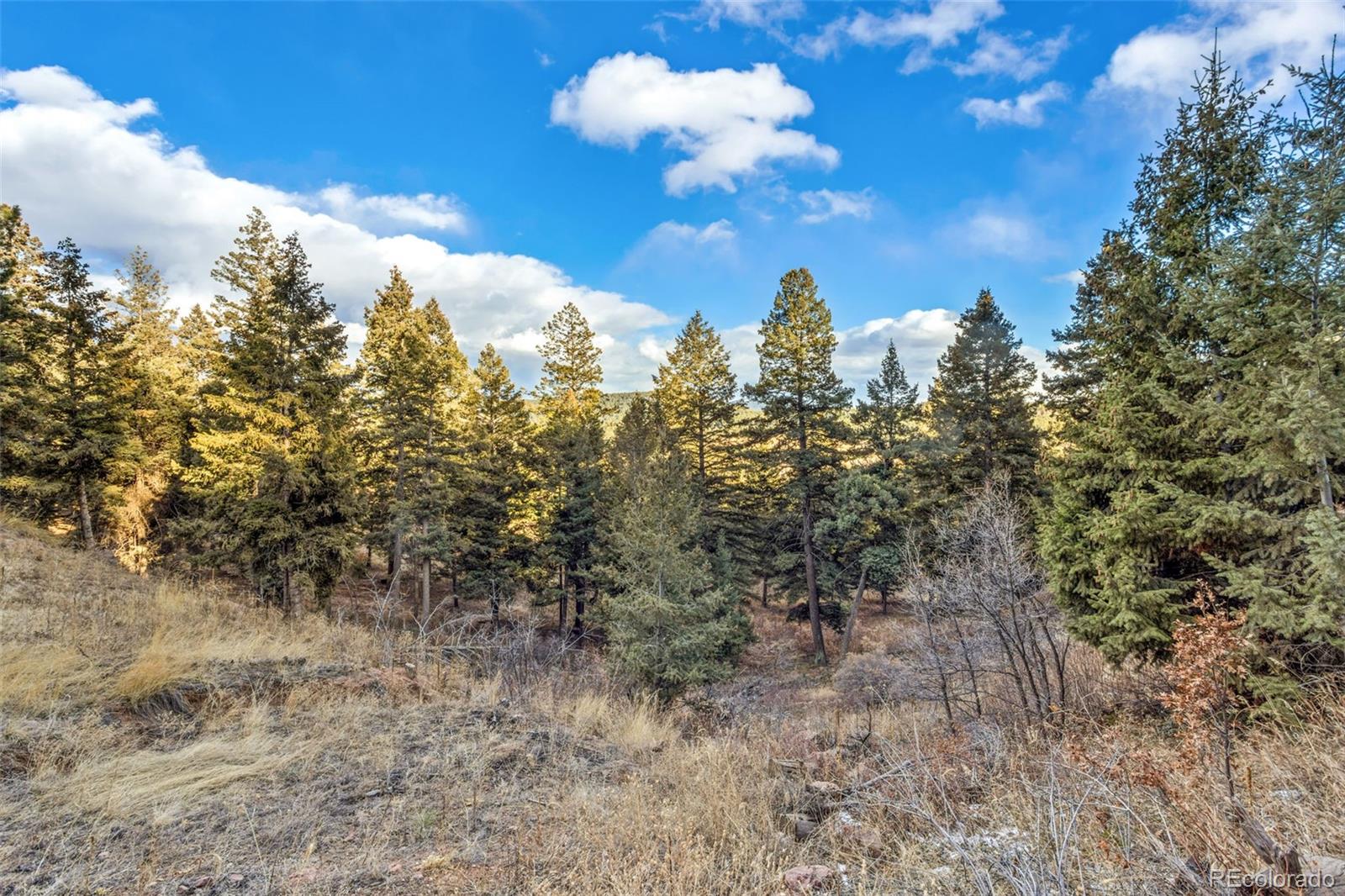 Mountain Ranch Road Larkspur, CO 80118 - Photo 2 of 17 a view of a bunch of trees