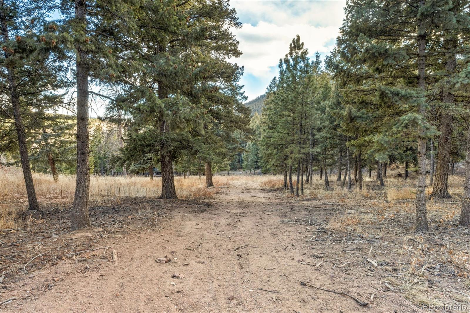 Mountain Ranch Road Larkspur, CO 80118 - Photo 4 of 17 a view of backyard with trees