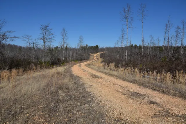 a view of a dry yard with trees