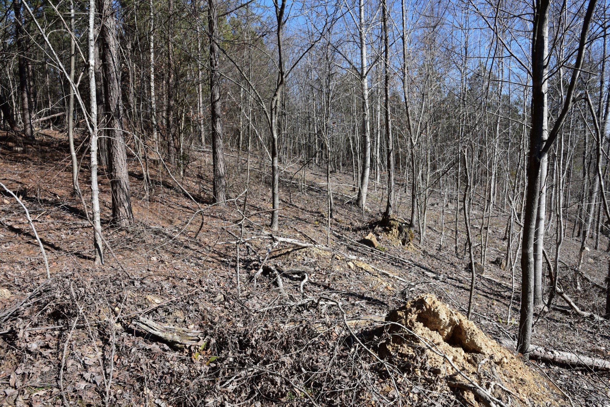 0 Cooley Ford Road Stewart, TN 37175 - Photo 14 of 32 a view of a forest with a trees