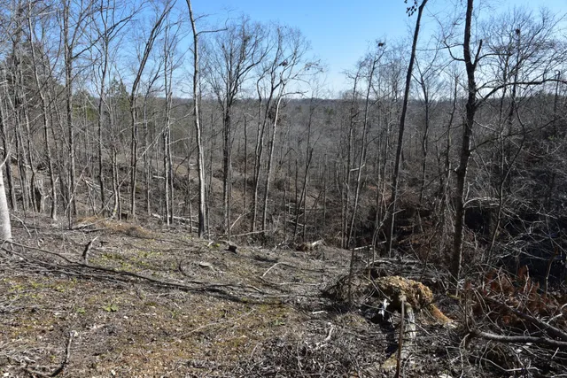 a view of a yard with trees