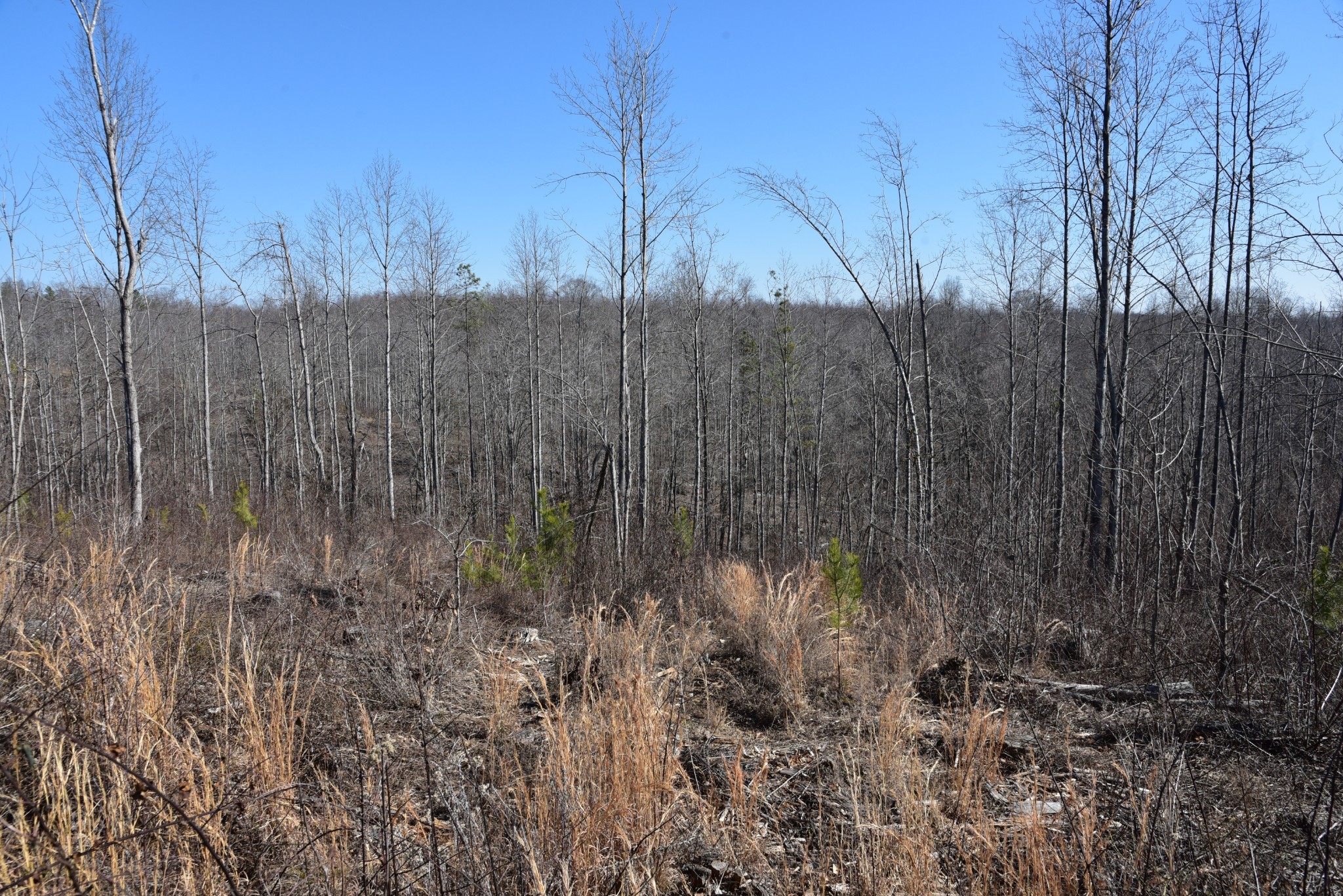 0 Cooley Ford Road Stewart, TN 37175 - Photo 16 of 32 a view of a covered with tall trees