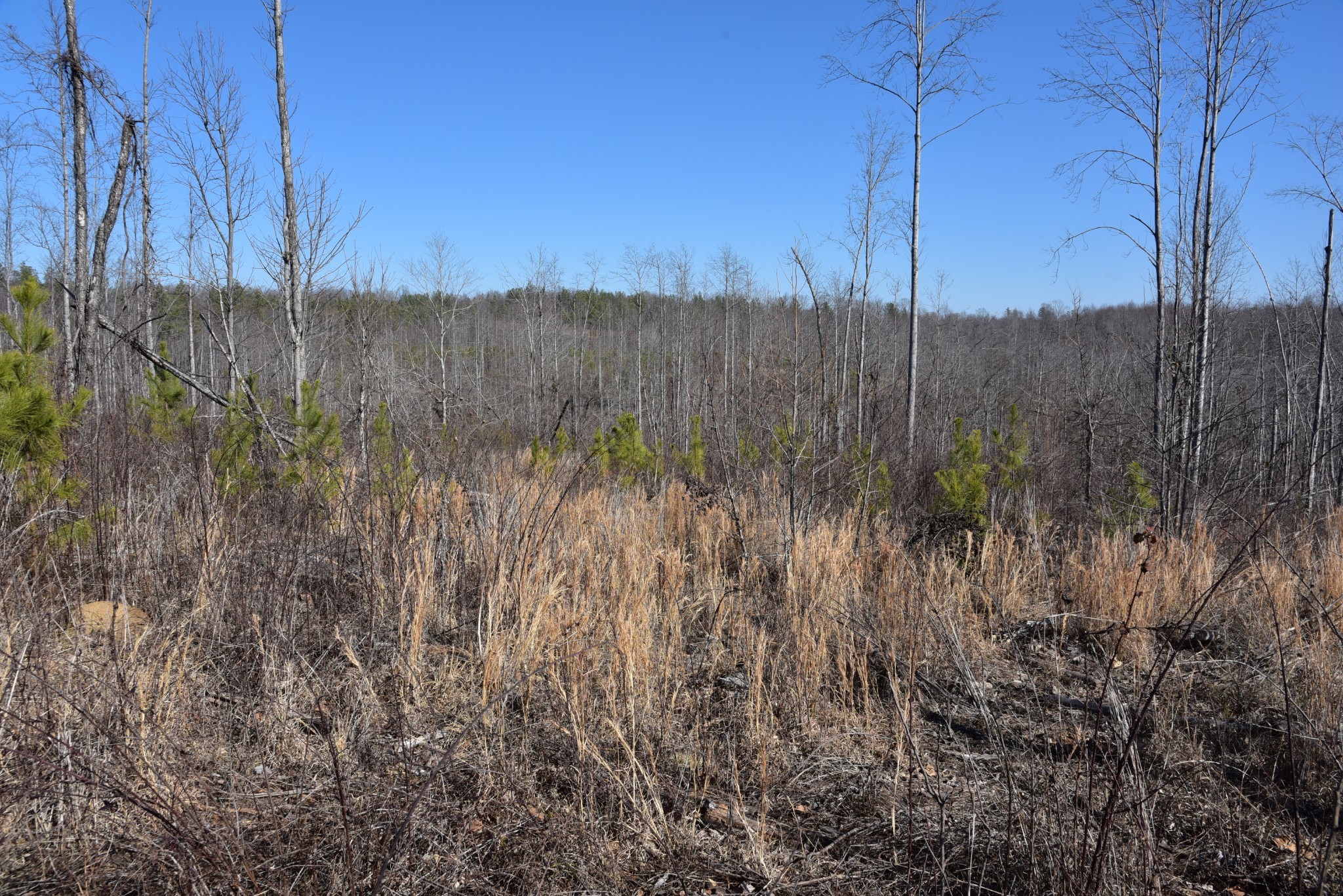 0 Cooley Ford Road Stewart, TN 37175 - Photo 20 of 32