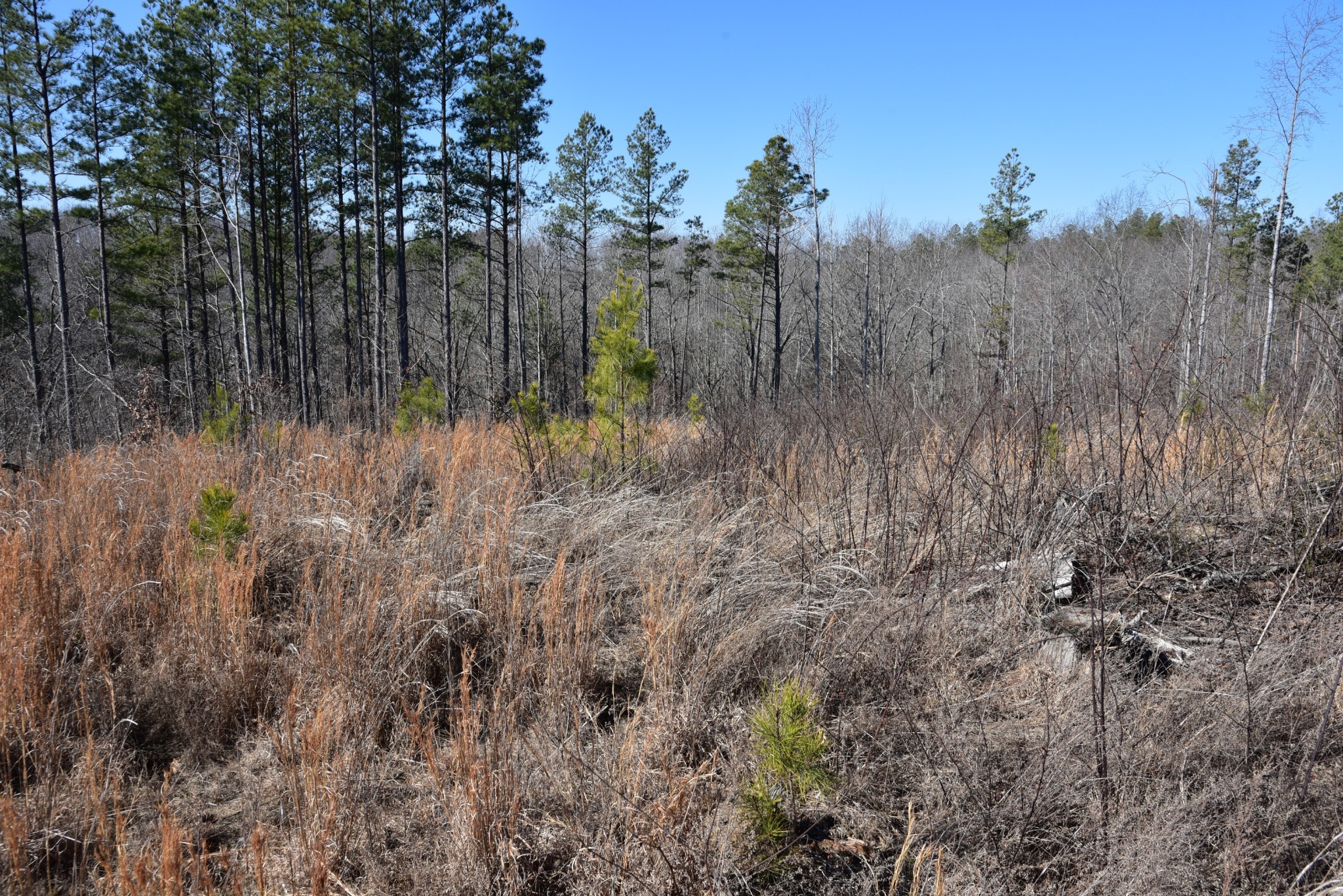 0 Cooley Ford Road Stewart, TN 37175 - Photo 21 of 32 a view of a yard with large trees