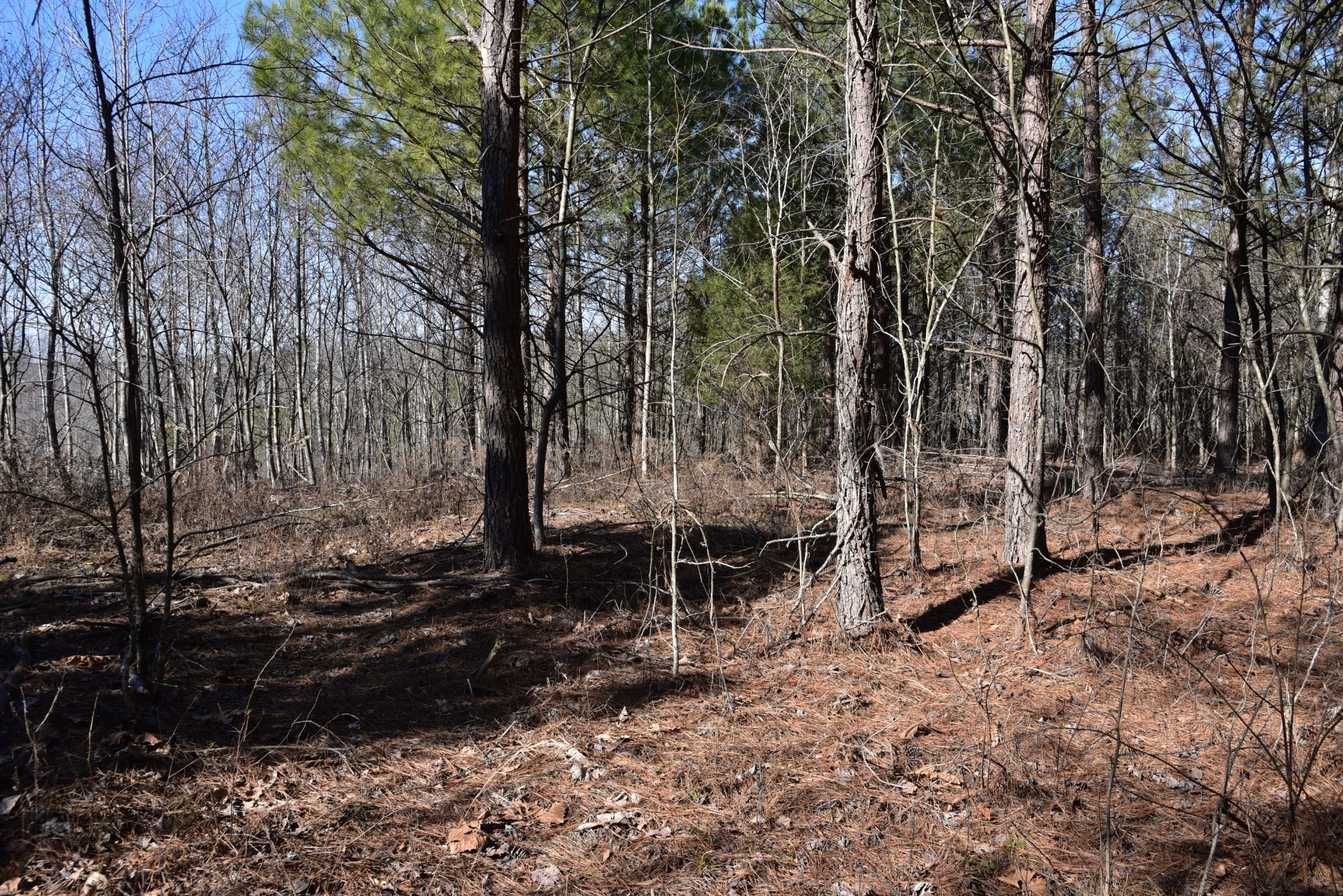 0 Cooley Ford Road Stewart, TN 37175 - Photo 22 of 32 a view of a park with large trees