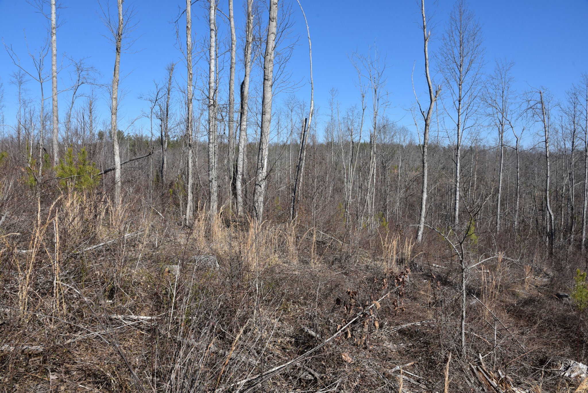 0 Cooley Ford Road Stewart, TN 37175 - Photo 24 of 32 a view of a backyard