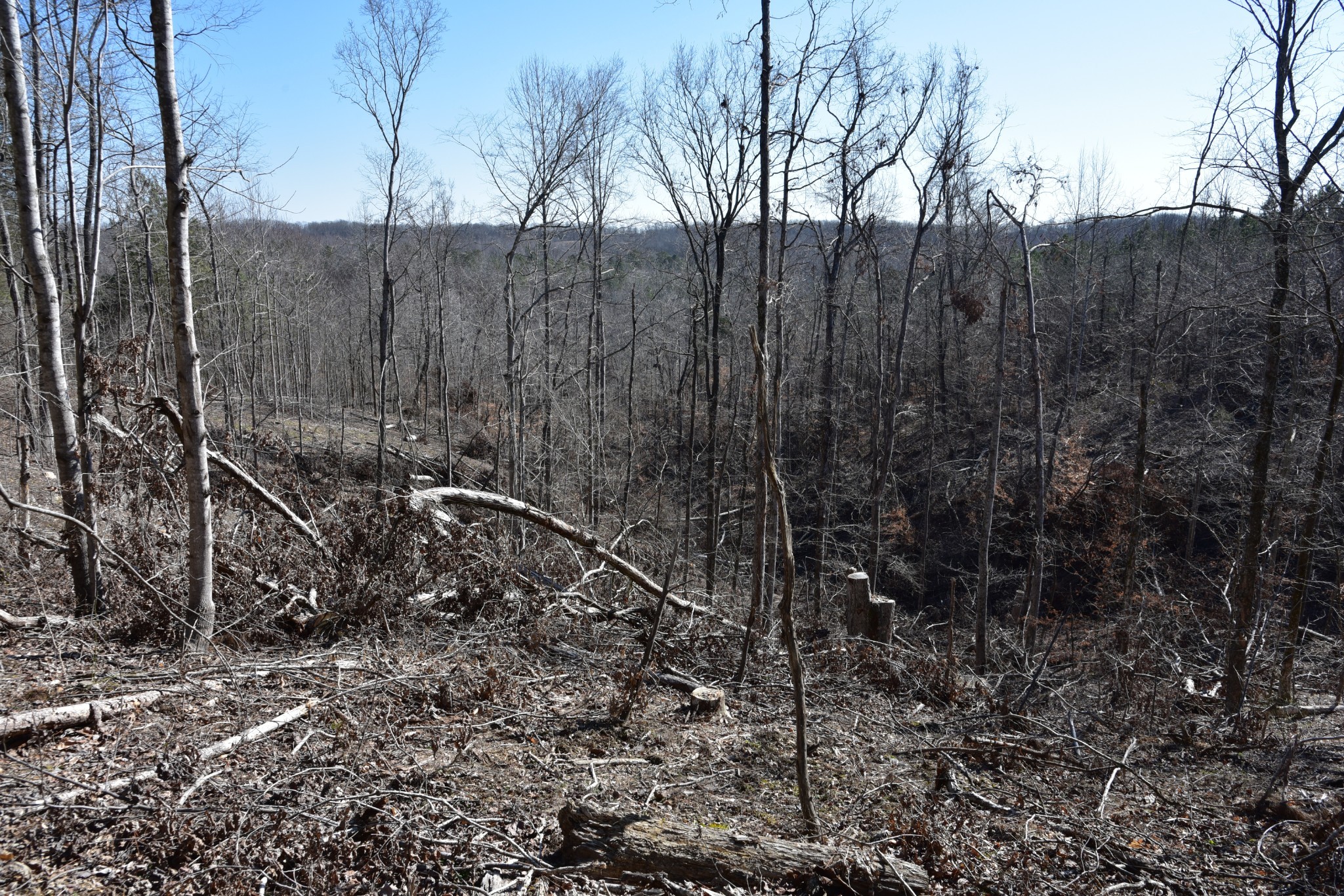 0 Cooley Ford Road Stewart, TN 37175 - Photo 25 of 32 a view of a forest with a tree