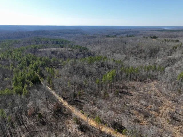 a view of a backyard with large trees