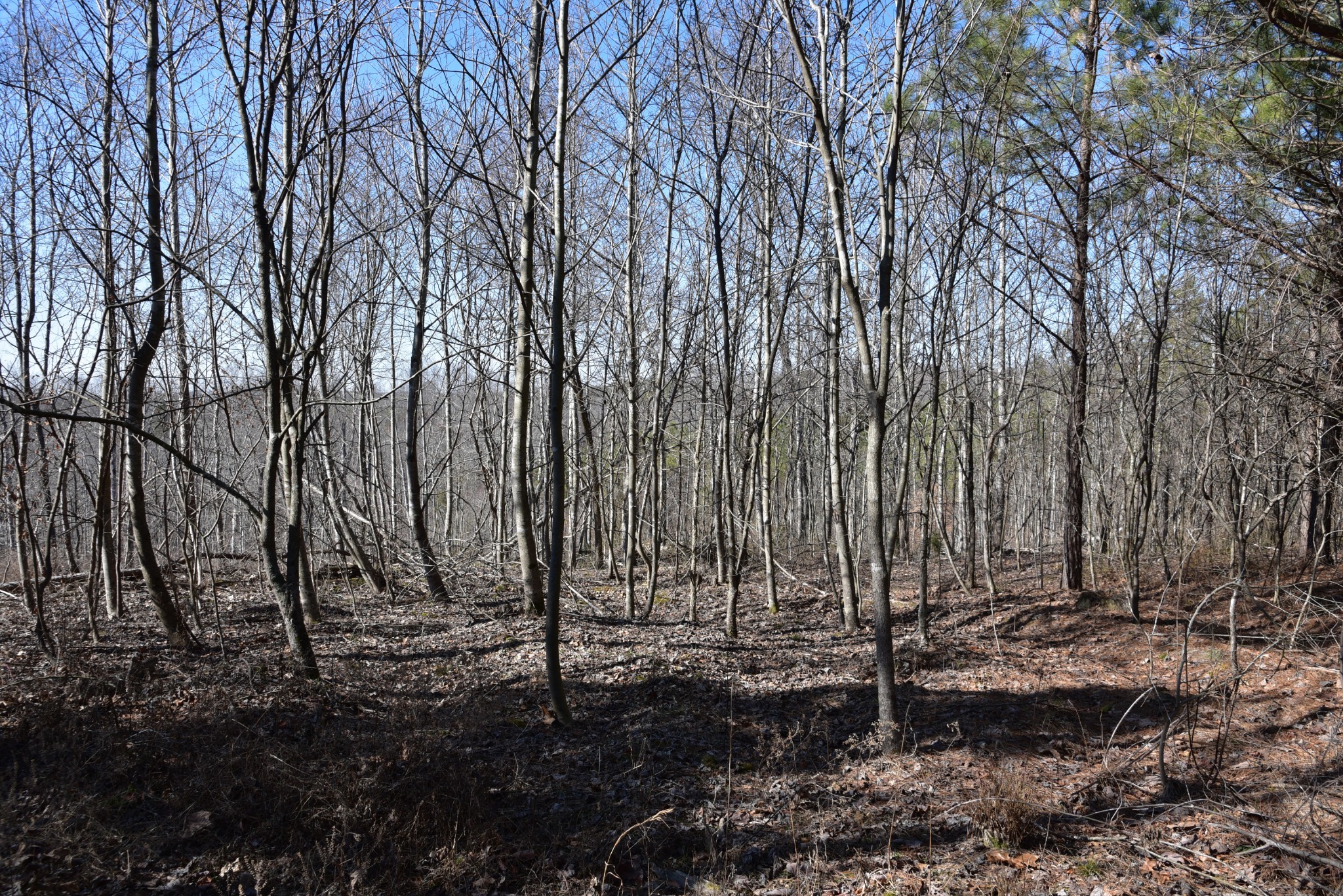 0 Cooley Ford Road Stewart, TN 37175 - Photo 27 of 32 a view of a backyard with large trees