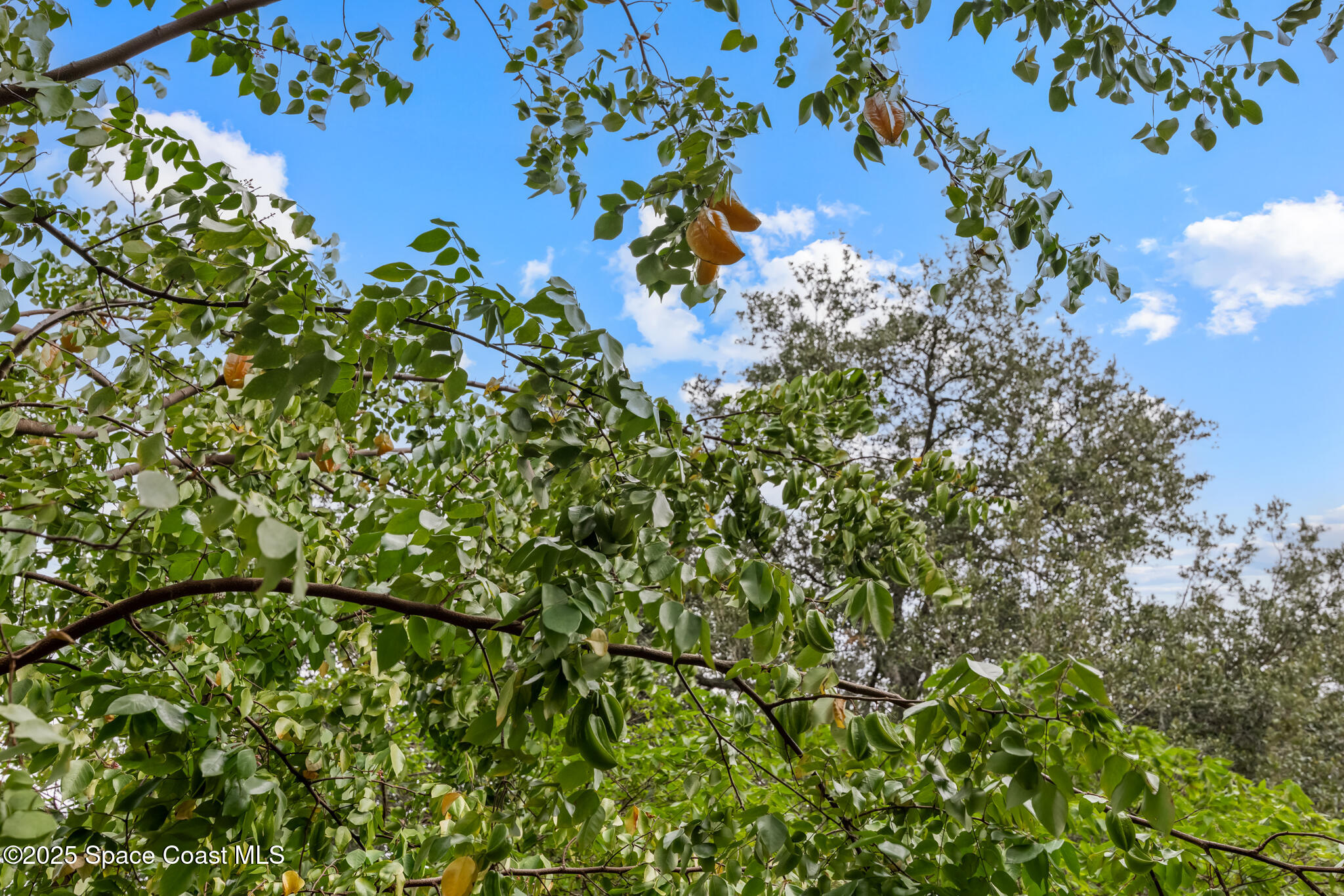 2190 Winston Drive Cocoa, FL 32926 - Photo 46 of 59