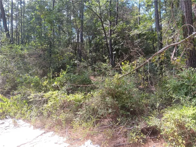 a view of a forest with trees in the background