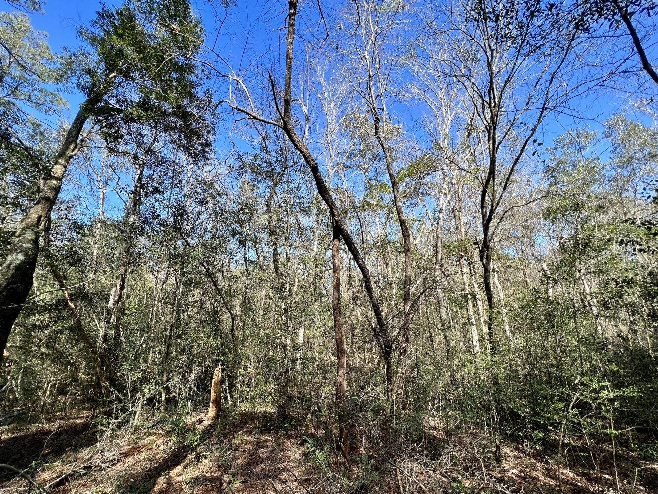 0 Dixon Road Bay Minette, AL 36507 - Photo 38 of 50