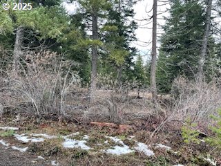 Kida Road, Unit 3 White Salmon, WA 98672 - Photo 6 of 10 a view of a forest with trees in the background