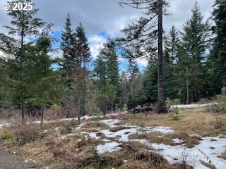 Kida Road, Unit 3 White Salmon, WA 98672 - Photo 7 of 10 a view of a forest filled with trees