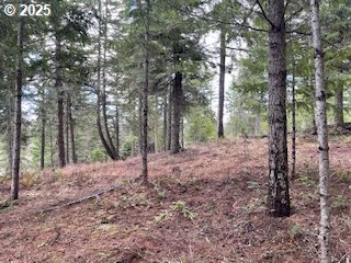 Kida Road, Unit 3 White Salmon, WA 98672 - Photo 9 of 10 a view of a forest filled with trees