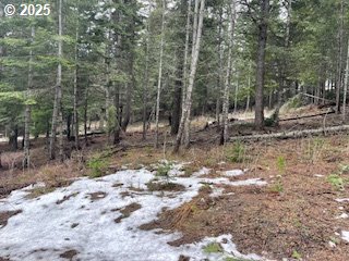 Kida Road, Unit 3 White Salmon, WA 98672 - Photo 10 of 10 a view of a forest filled with trees