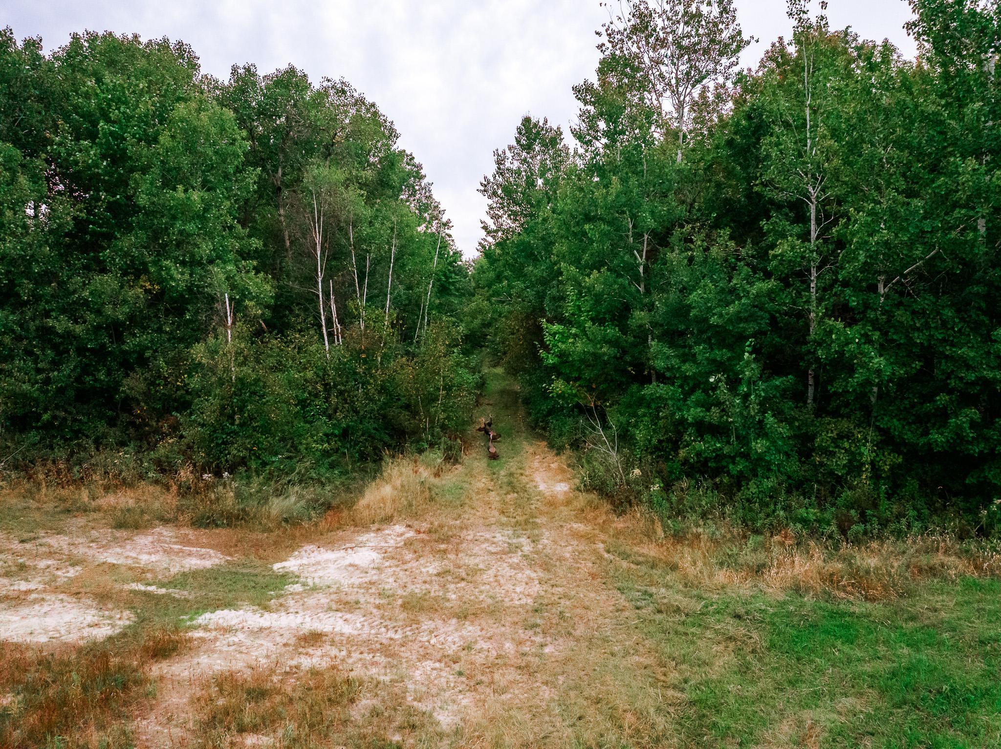 32619 40th Avenue Cushing, MN 56443 - Photo 43 of 61