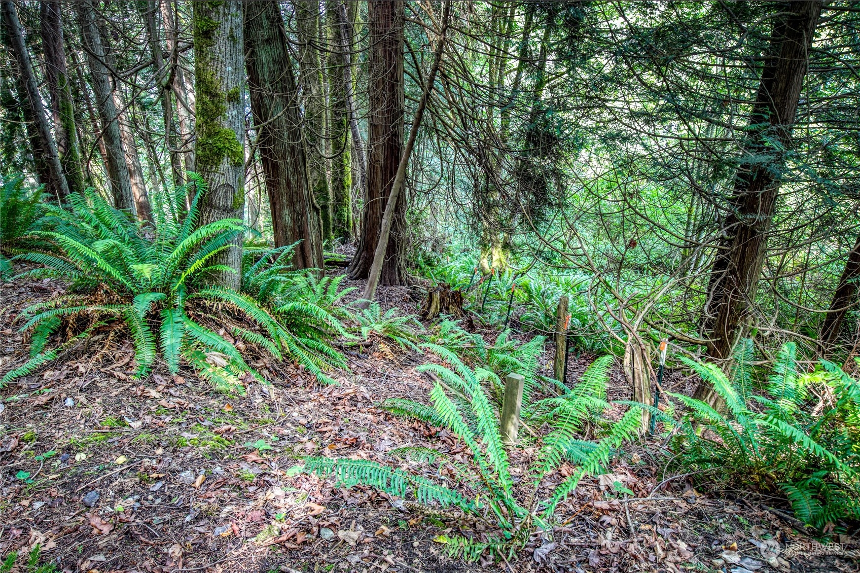 1-lot C Springridge Road Northeast Bainbridge Island, WA 98110 - Photo 22 of 27 Gallery Image 22
