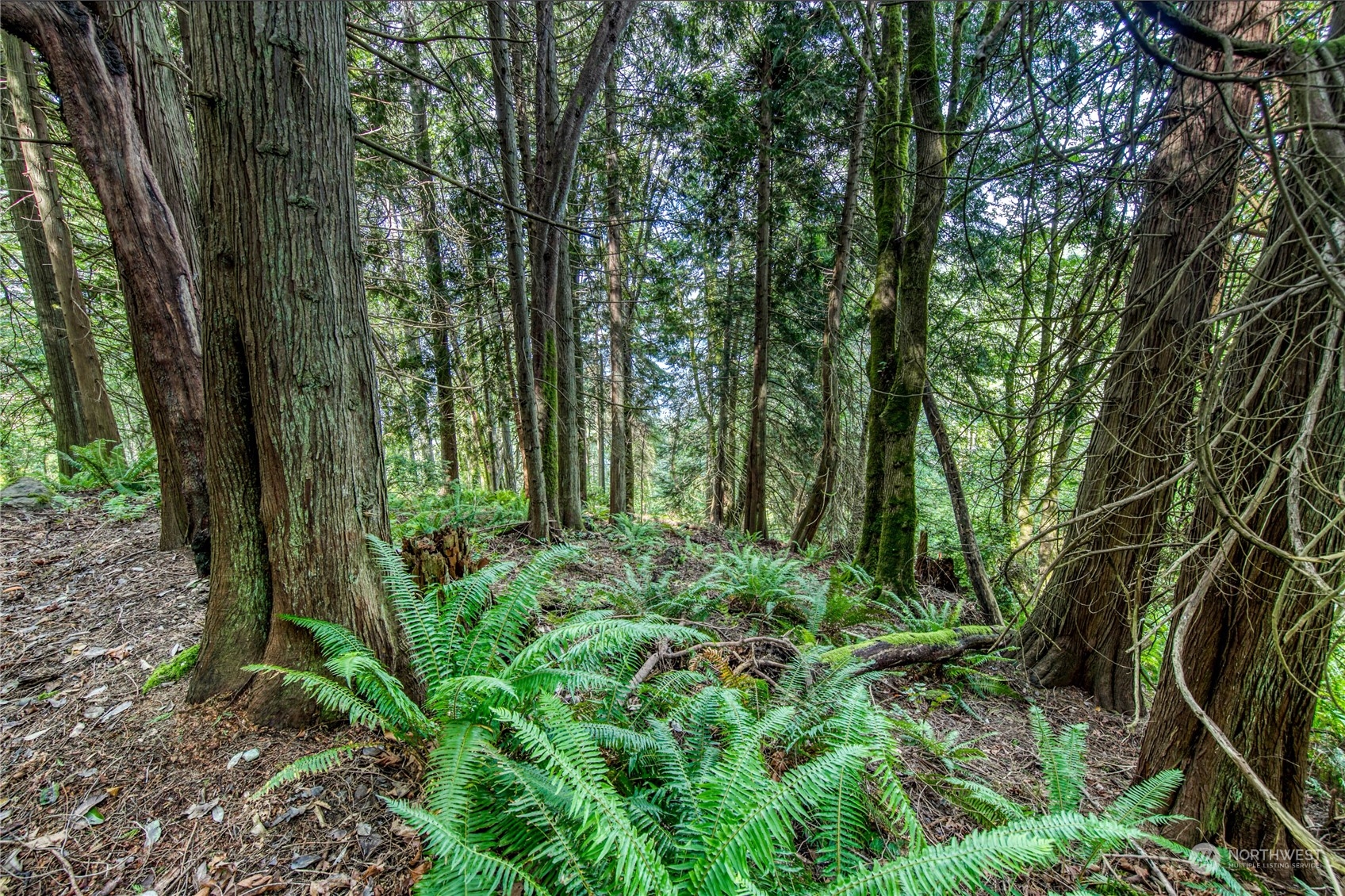 1-lot C Springridge Road Northeast Bainbridge Island, WA 98110 - Photo 23 of 27 Gallery Image 23