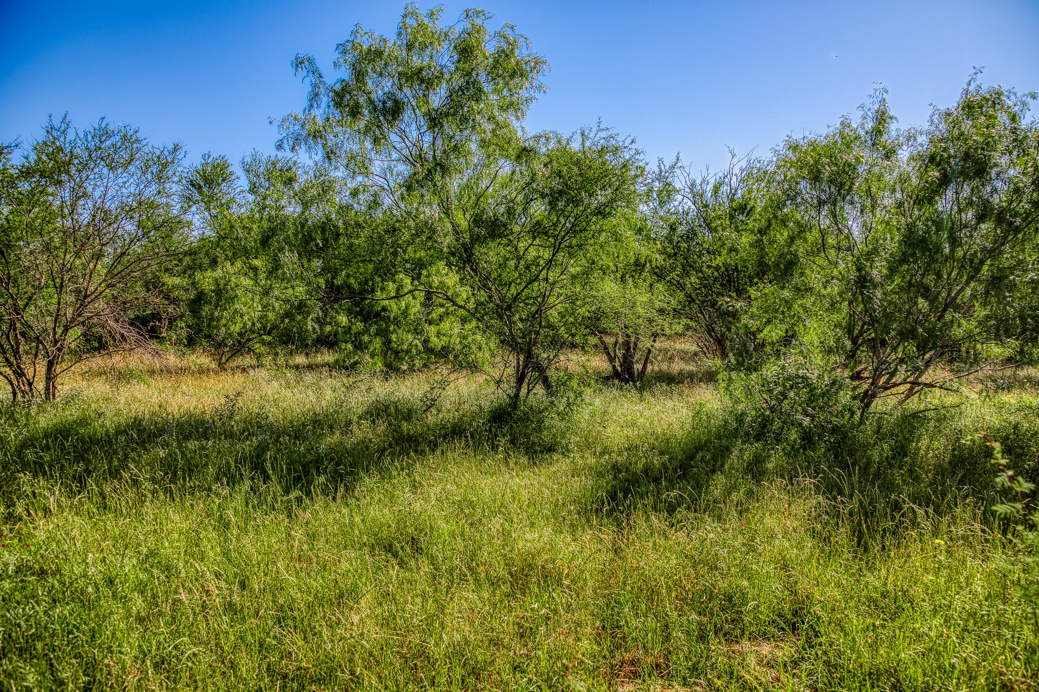 0 Flat Prairie Road Washington, TX 77880 - Photo 6 of 19