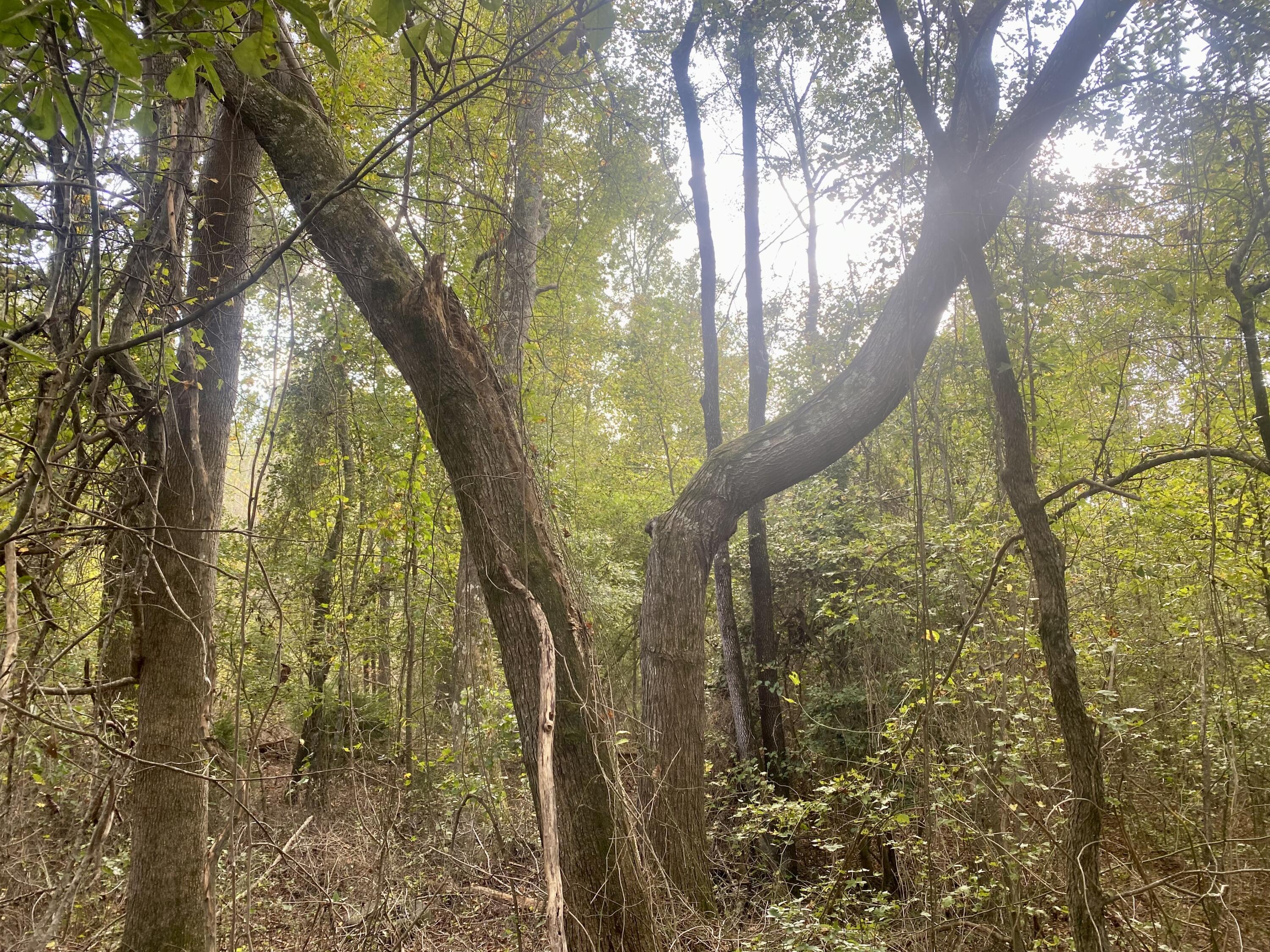 0 Myers Road Graniteville, SC 29829 - Photo 4 of 4