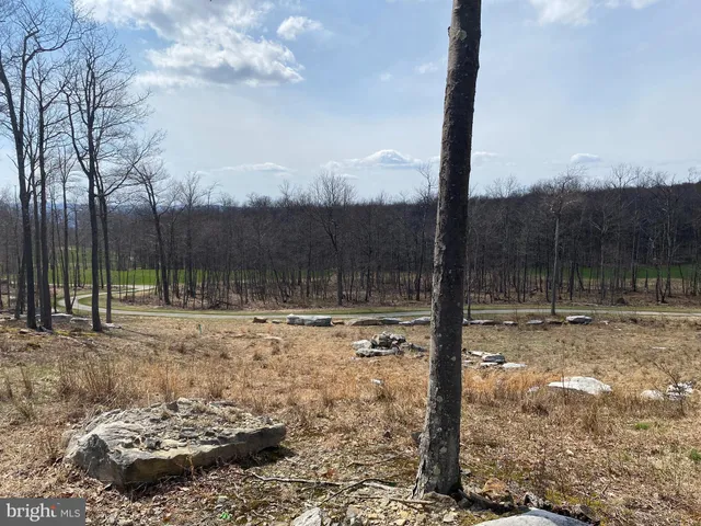 a view of a backyard with a tree