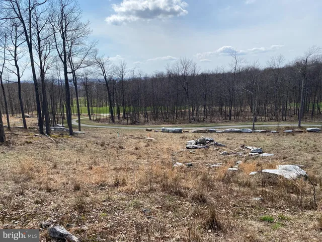 a view of road with large trees