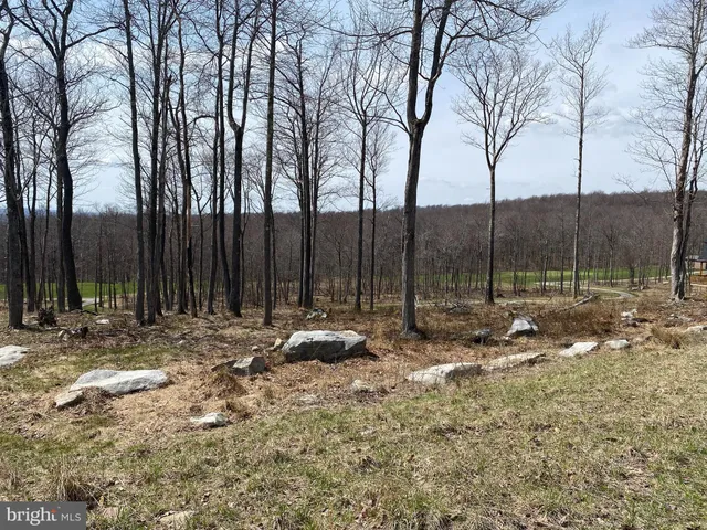 a view of a park with large trees