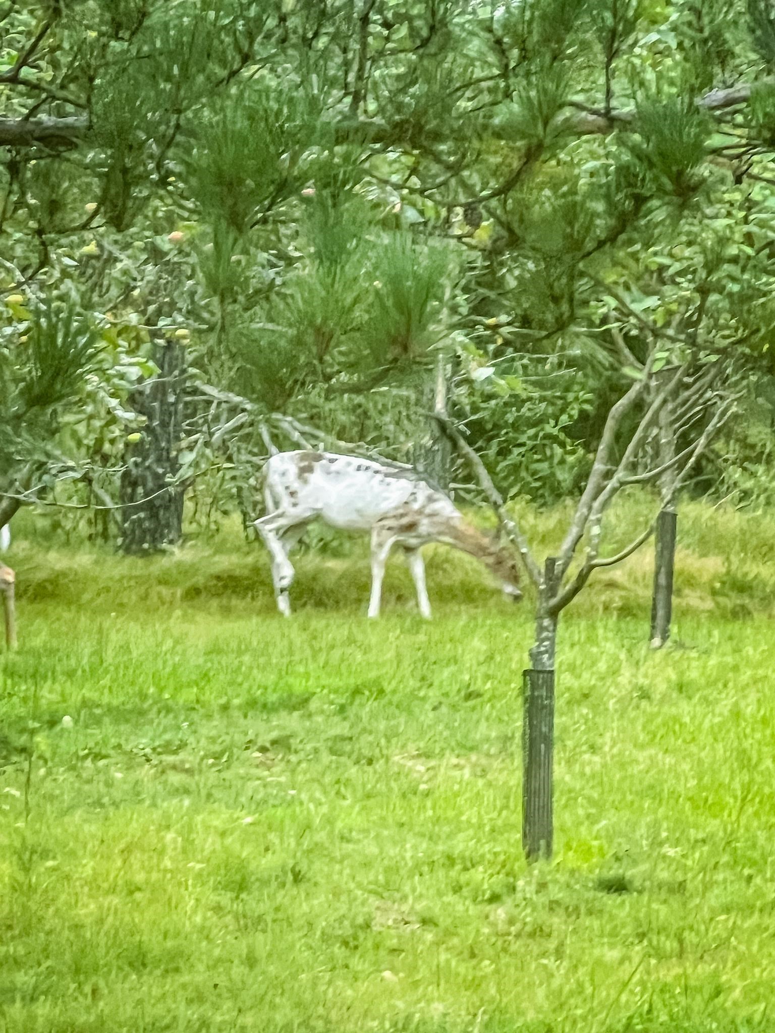 N14965 Pine Necedah, WI 54646 - Photo 53 of 90